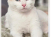 Scottish fold kittens boy