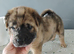 Frenchie-Pei pups