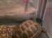 Tortoise for sale