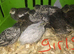 SEXED CHINESE PAINTED BUTTON QUAILS !