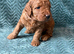 Sunning littler of Australian Double Doodles from Health screened parents
