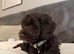 10 week old Cockapoo looking for a new forever home
