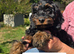 Beautiful F1 Cockapoo Puppies Ready to Go to Loving Homes Now Licenced Domestic Breeder