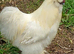 Unrelated pair of bearded silkies