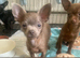 2 male toy chihuahua puppies left ready to leave now