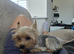 Koby