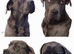Cane corso bitch