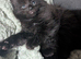 Beautiful litter of kittens ready soon