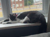 Female cat