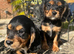 Amazing litter of cockalier pups ready now