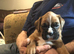 Stunning litter of boxer puppies for sale