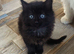 Last ragdoll kitten