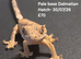 Dalmatian Juvenile crested geckos with full Lineage