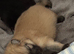Beautiful Pomeranian pups