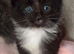 3 stunning girl kittens