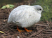 Cute Chinese painted quail