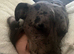 Great Dane x leopard dog