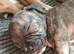 Pocket Bully cross bull mastiff