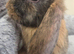 Beautiful mini lops boys and girls avalible .