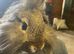 Mini lion head rabbit for sale