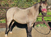 Cuddles The Super pony - seeks the best home