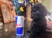 ABSOLUTELY GORGEOUS TINY BLACK TOY POODLE BOY PUPPY