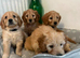 Beautiful mini golden doodle puppies