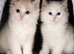 Kittens Ragdoll