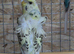 Helicopter budgies