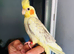 Baby tame cockatiel parrot