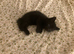 Kittens for sale