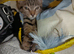 Tabby female kitten