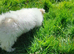 4month old Maltese puppy