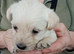 Westiepoopuppies
