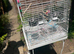 Large Bird cage with stand