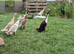 Indian runner ducklings & hatching eggs