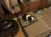 Mini lop female