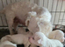 Maltese puppies for sale