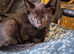 3 adorable black kittens