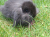 minilop x lionhead baby rabbits