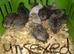 QUAIL CHICKS/CHINESE PAINTED BUTTONS!