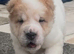 Ready now !! REDUCED shar pei 2 boys