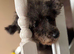 Maltese poodle 3 years poodle 8 years