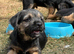 Beautiful Border Terrier Pups