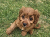 Cavapoo puppies for sale