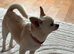 Chihuahua stud