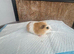 Guineapigs