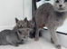 TICA pedigree Russian Blue kittens