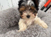 ️ Beautiful Yorkshire Terrier Biewer ️