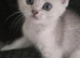 Scottish fold kittens for sale